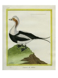 Long-Tailed Duck Giclee Print by Georges-Louis Buffon