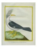 Hoopoe Giclee Print by Georges-Louis Buffon