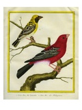 Pine Grosbeak and Evening Grosbeak Giclee Print by Georges-Louis Buffon