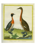 Great Grebe and Horned Grebe Reproduction procédé giclée par Georges-Louis Buffon