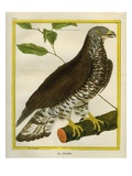 European Honey Buzzard Reproduction procédé giclée par Georges-Louis Buffon