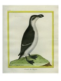 Female Razorbill Giclee Print by Georges-Louis Buffon