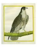 Falcon Giclee Print by Georges-Louis Buffon