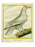 Le Vautour De Norvège Giclee Print by Georges-Louis Buffon