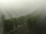 Vines in Morning Mist Photographic Print by Roger Stowell