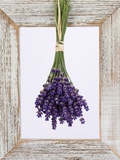 Lavender Hanging Up to Dry Photographic Print by Ottmar Diez