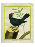 Blue Grosbeak Giclee Print by Georges-Louis Buffon
