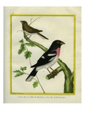 Grosbeak Weaver and Rose Breasted Grosbeak Giclee Print by Georges-Louis Buffon