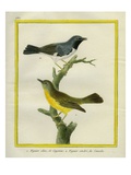 Timor Figbird and Great Grey Shrike Giclee Print by Georges-Louis Buffon