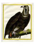 Vulture Giclee Print by Georges-Louis Buffon