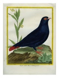 Madagascar Blue Pigeon Giclee Print by Georges-Louis Buffon