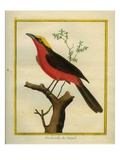 Yellow-Crowned Gonolek Giclee Print by Georges-Louis Buffon
