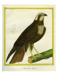 Marsh Harrier Giclee Print by Georges-Louis Buffon