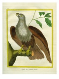 Bald Eagle Giclee Print by Georges-Louis Buffon