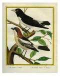 La Pie-Grièche De Manille Et La Pie-Grièche Rousse De France Giclee Print by Georges-Louis Buffon