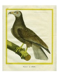 White-Backed Vulture Giclee Print by Georges-Louis Buffon