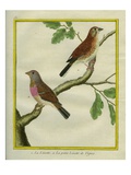 Linnet and Little Vine Linnet Giclee Print by Georges-Louis Buffon