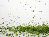 Snipped Chives Photographic Print by Herbert Lehmann