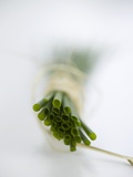 A Bunch of Fresh Chives, from Below Photographic Print