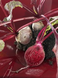 Beetroot with Soil Photographic Print by Karl Newedel