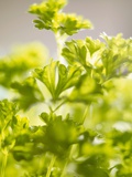 Curly Parsley Photographic Print
