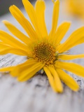Arnica Flower Photographic Print