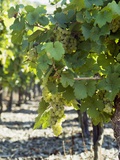 White Wine Grapes on the Vine Photographic Print by Peter Rees