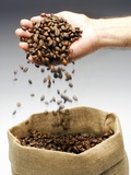 Coffee Beans Falling from Someone's Hand into a Sack Photographic Print by Gustavo Andrade