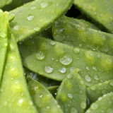 Mangetout with Drops of Water Photographic Print by Chris Schäfer
