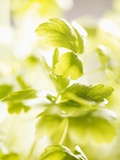 Flat-Leaf Parsley Photographic Print