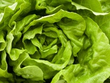 Fresh Lettuce Photographic Print by Greg Elms