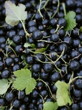 Blackcurrants with Leaves Photographic Print by Marc O. Finley