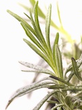 Sprig of Lavender Photographic Print by Chris Schäfer