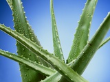 Aloe Vera Photographic Print by Christian Schuster