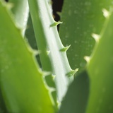 Aloe Vera Leaves Photographic Print by Alexander Feig