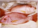 Two Snappers on Paper Photographic Print by Linda Burgess