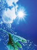 Ginkgo Leaf with Drops of Water Against Sky Photographic Print by Dieter Heinemann