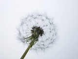 A Dandelion Clock Photographic Print by Jo Kirchherr