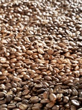 Coffee Beans Photographic Print by Karl Newedel