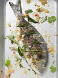 Roasted Gilthead Bream with Lemon Grass and Coriander Leaves Photographic Print
