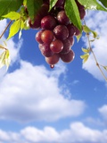 Red Wine Dripping from Grapes Against Blue Sky Photographic Print by Paul Williams