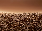 Coffee Beans Photographic Print
