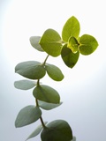 Sprig of Eucalyptus Photographic Print