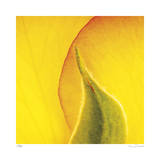 Yellow Red Rose Abstract No 186 Limited Edition by Shams Rasheed
