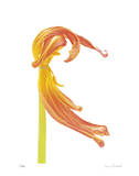 Orange Tulip No 23 Limited Edition by Shams Rasheed