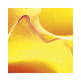 Yellow Pink Rose Abstract No 19 Limited Edition by Shams Rasheed