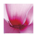 Pink Cyclamen Abstract No 255 Limited Edition by Shams Rasheed