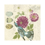 Bird Study 4 Prints by Paula Scaletta