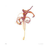 Dried Yellow Lily Abstract No 388 Limited Edition by Shams Rasheed
