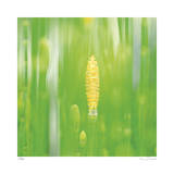 Horse Tail Grass Abstract No 24 Limited Edition by Shams Rasheed